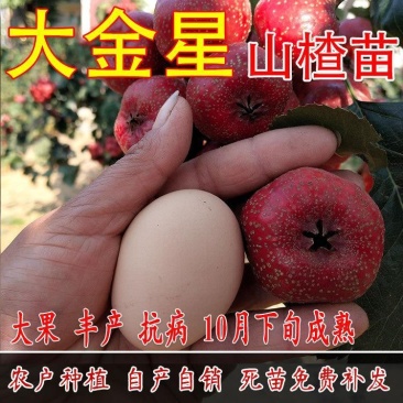 山东嫁接优质山楂树苗南北方四季种植包成活品质保证
