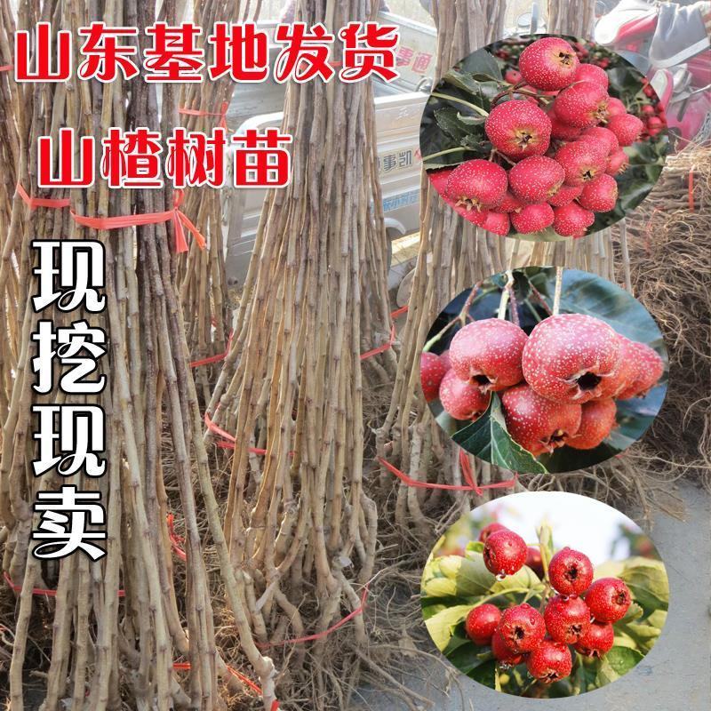 山东嫁接优质山楂树苗南北方四季种植包成活品质保证