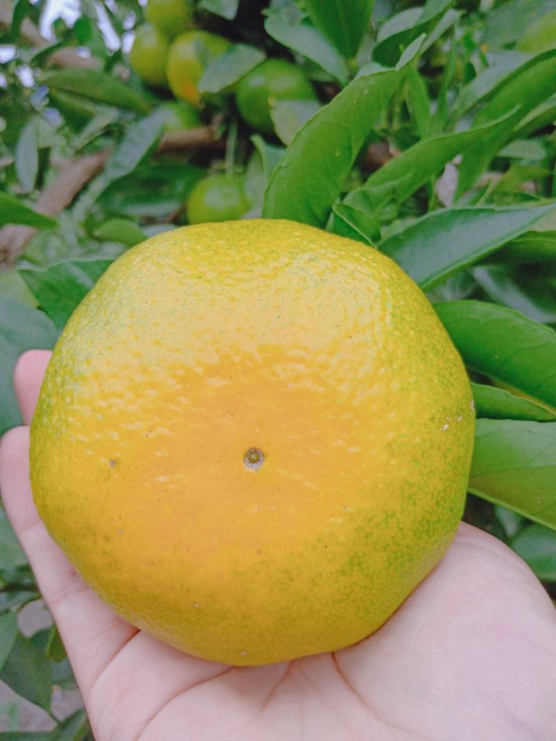 湖北宜昌特早熟蜜桔柑橘自家种植看货采摘！保值保量