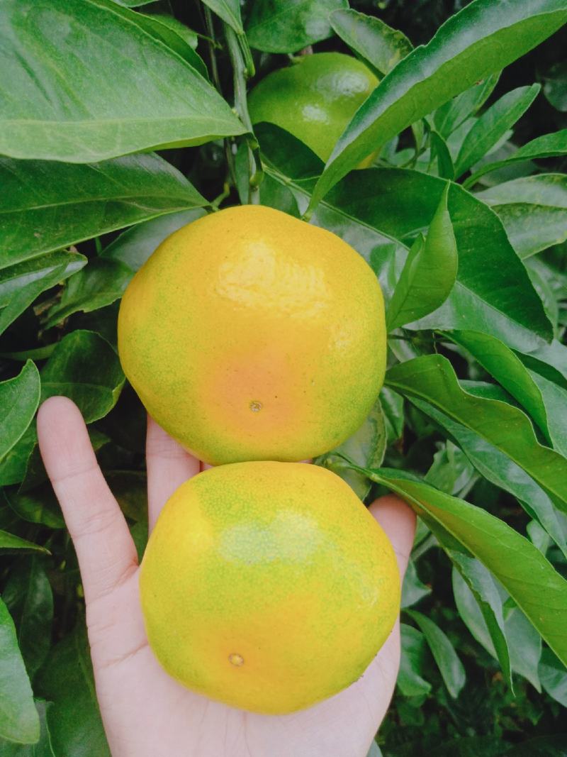 湖北宜昌特早熟蜜桔柑橘自家种植看货采摘！保值保量