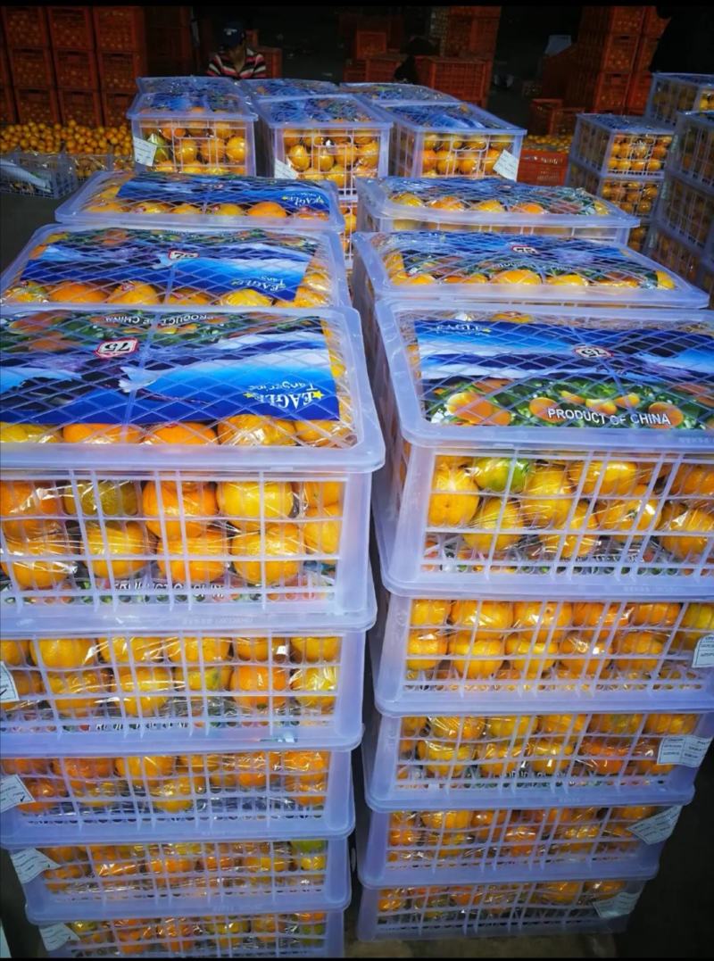 湖北宜昌特早熟蜜桔柑橘自家种植看货采摘！保值保量