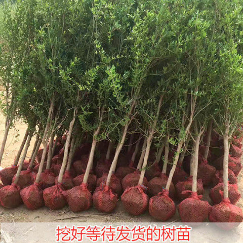 软籽甜石榴苗当年结果包品种免费技术指导现挖现发
