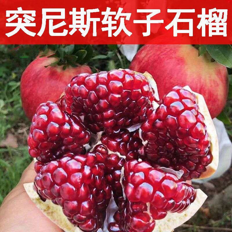 软籽甜石榴苗当年结果包品种免费技术指导现挖现发