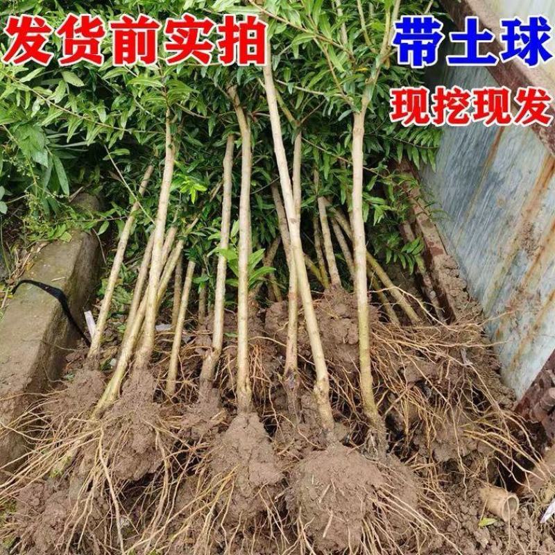 软籽甜石榴苗当年结果包品种免费技术指导现挖现发