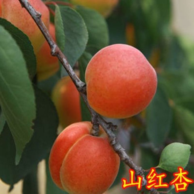 丰园红杏乌克兰油杏嫁接杏树苗基地直销现挖现发南北方都可种