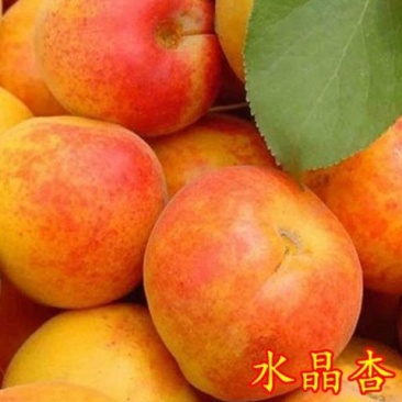 丰园红杏乌克兰油杏嫁接杏树苗基地直销现挖现发南北方都可种