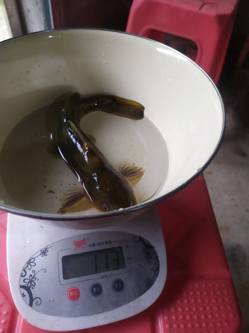 黄颡鱼，又叫黄骨鱼.黄鸭脚