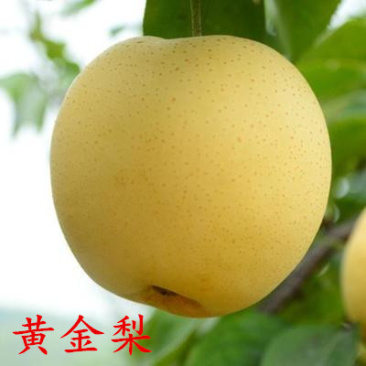 库尔勒梨黄金梨丰水梨包嫁接品种全易成活现挖现卖