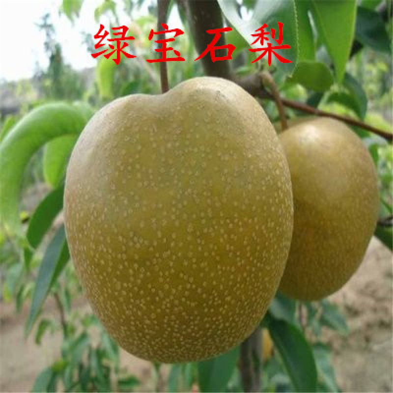 库尔勒梨黄金梨丰水梨包嫁接品种全易成活现挖现卖