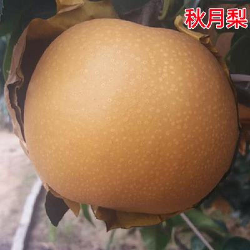 库尔勒梨黄金梨丰水梨包嫁接品种全易成活现挖现卖
