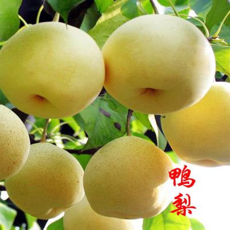 库尔勒梨黄金梨丰水梨包嫁接品种全易成活现挖现卖