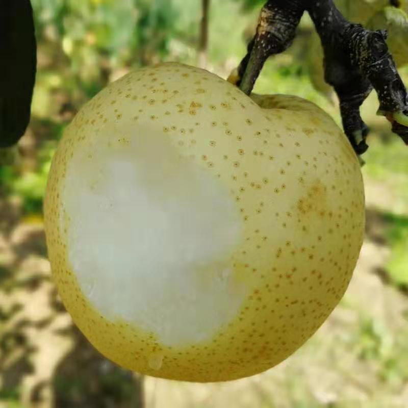 库尔勒梨黄金梨丰水梨包嫁接品种全易成活现挖现卖