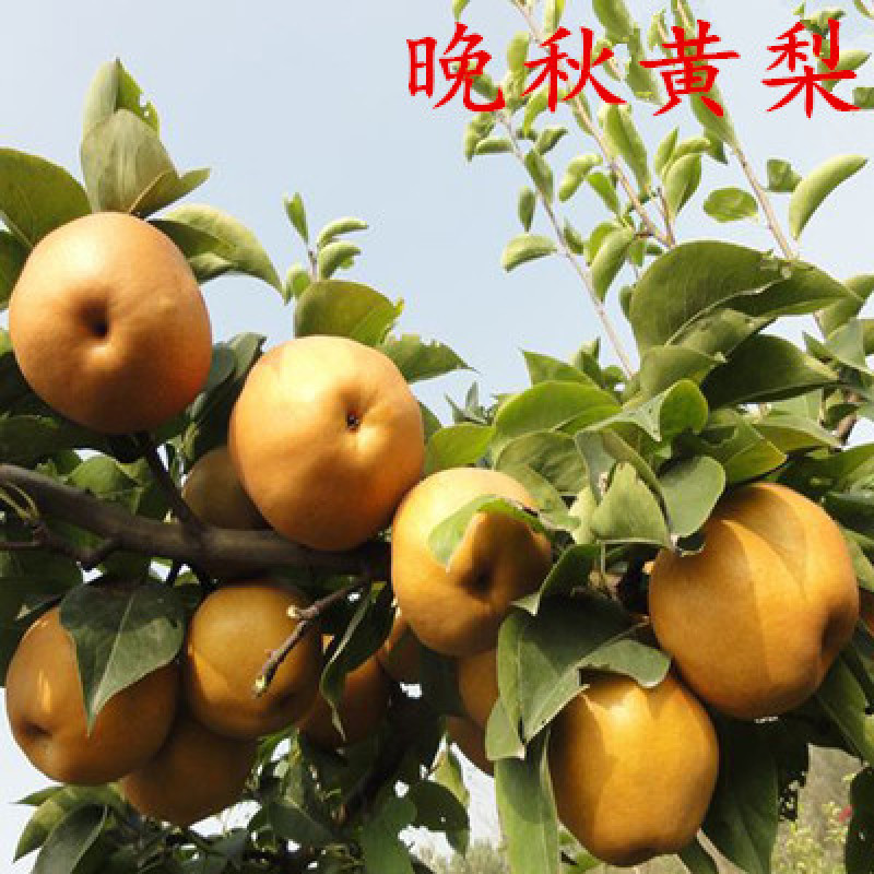 库尔勒梨黄金梨丰水梨包嫁接品种全易成活现挖现卖