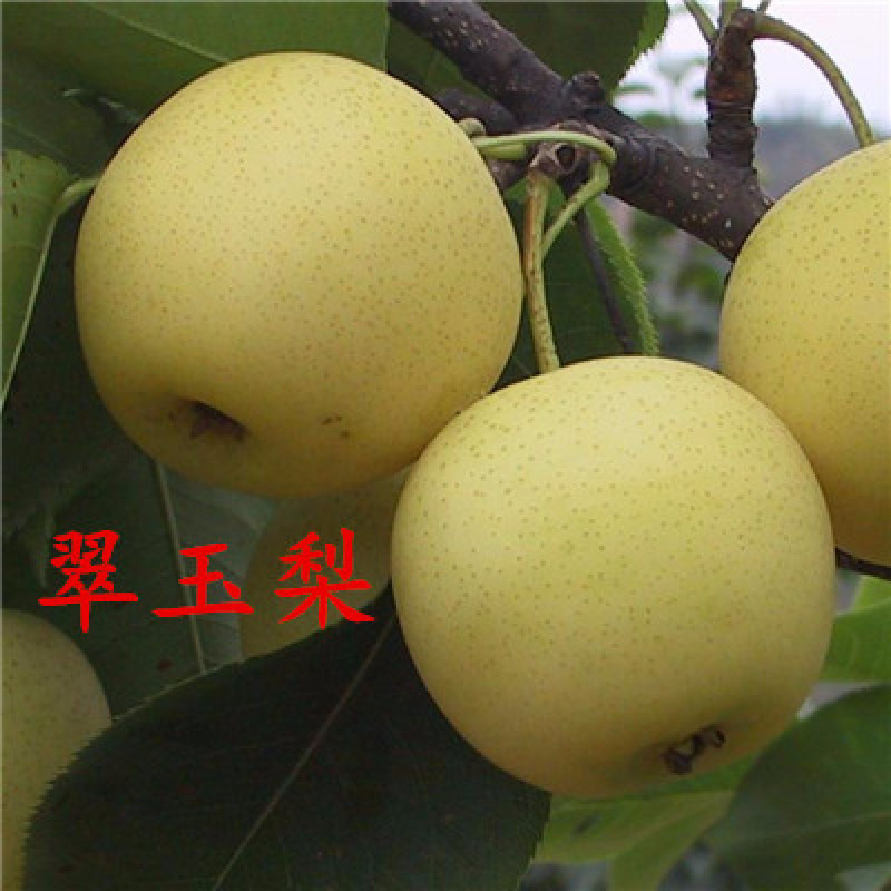库尔勒梨黄金梨丰水梨包嫁接品种全易成活现挖现卖