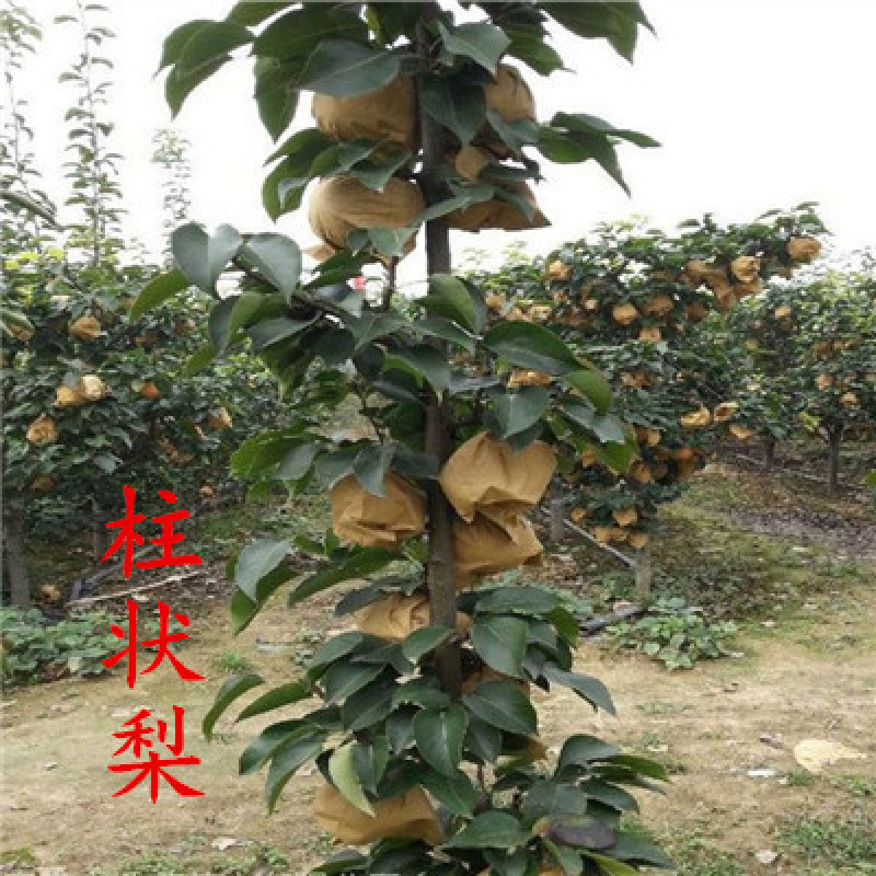 库尔勒梨黄金梨丰水梨包嫁接品种全易成活现挖现卖