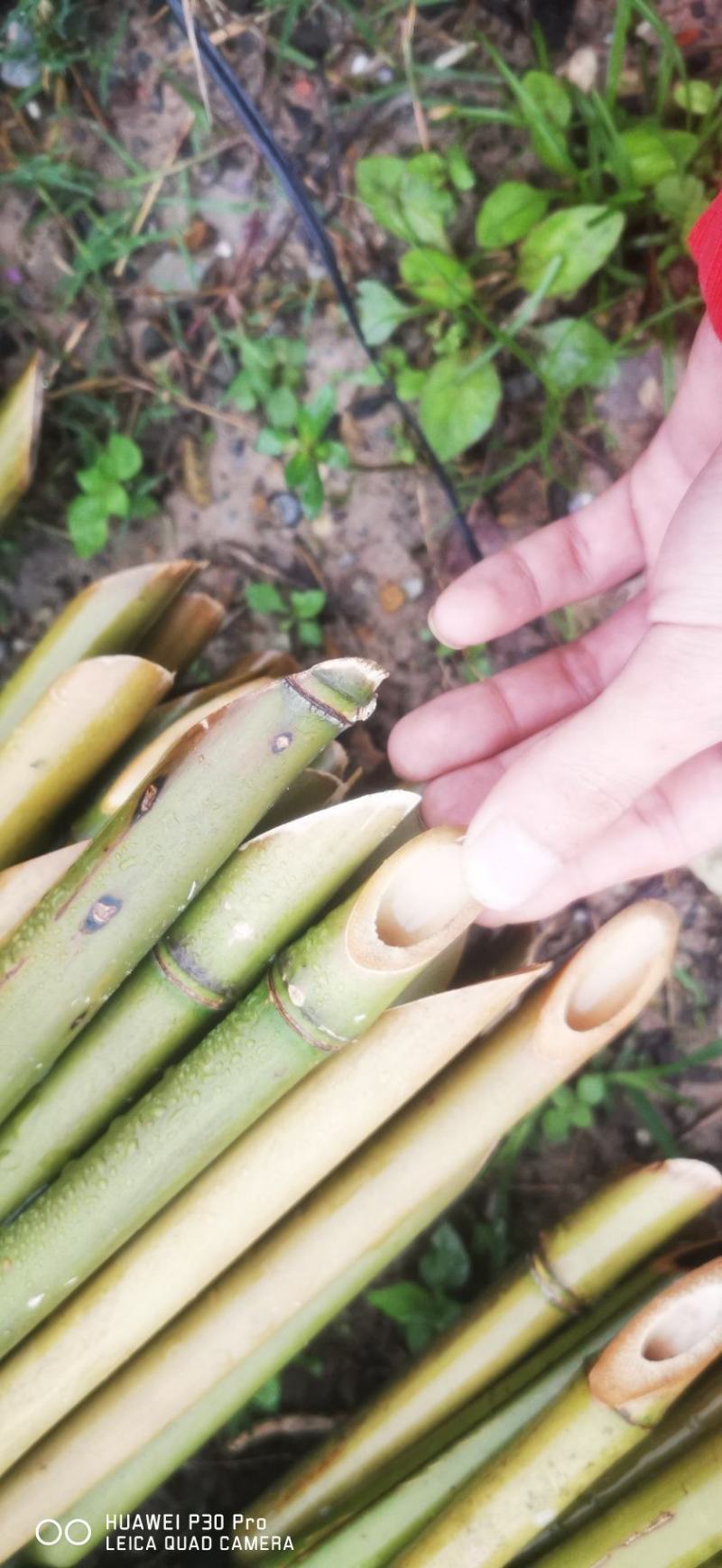 广西苦竹。竹架。果撑。菜架子。篱笆。。。竹竿
