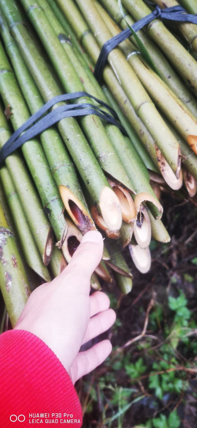 广西苦竹。竹架。果撑。菜架子。篱笆。。。竹竿