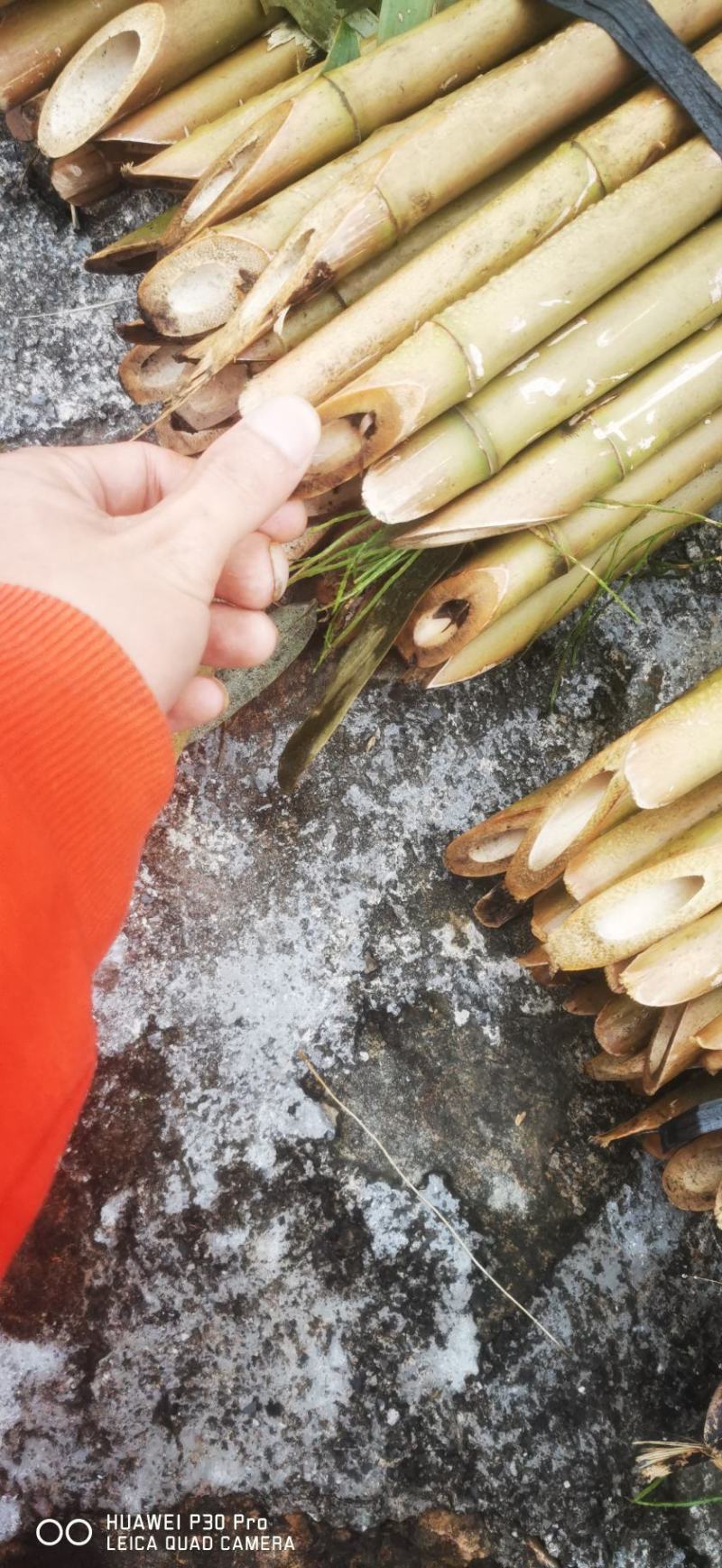 广西苦竹。竹架。果撑。菜架子。篱笆。。。竹竿