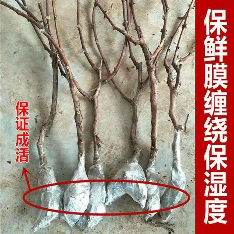 巨峰葡萄苗葡之梦葡萄树苗南北方都适宜现挖现发成活率高