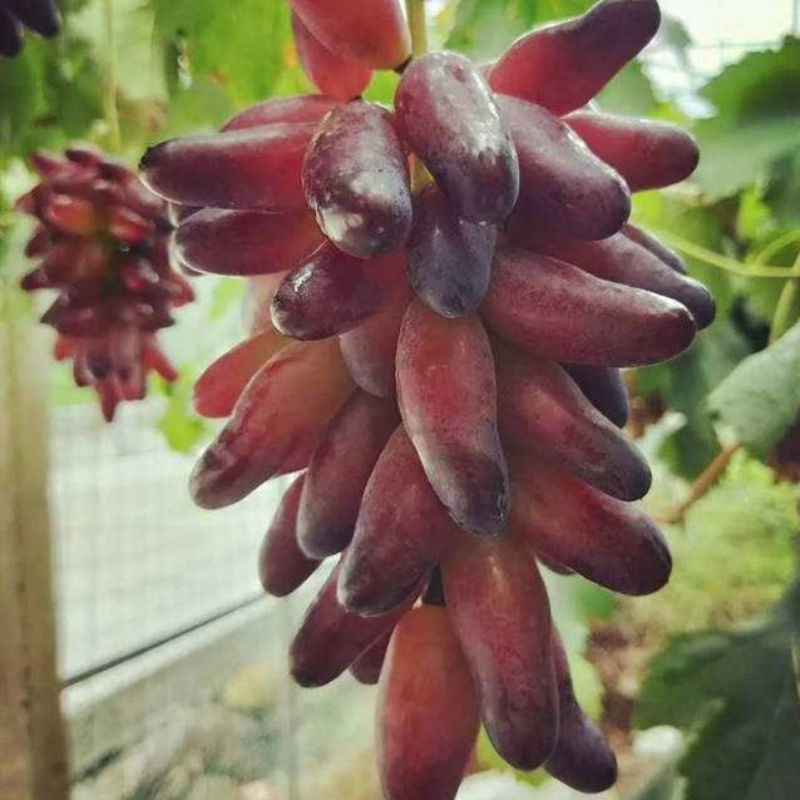 巨峰葡萄苗葡之梦葡萄树苗南北方都适宜现挖现发成活率高