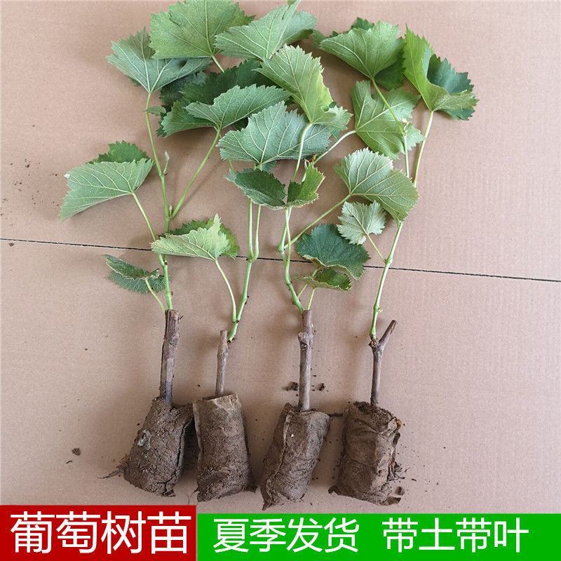 巨峰葡萄苗葡之梦葡萄树苗南北方都适宜现挖现发成活率高
