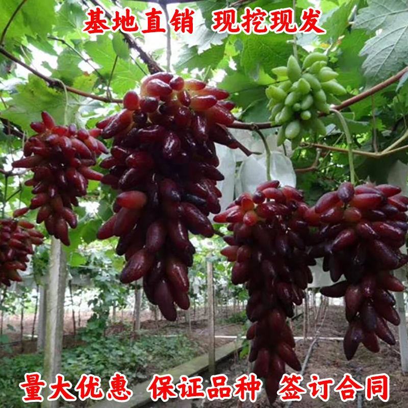 巨峰葡萄苗葡之梦葡萄树苗南北方都适宜现挖现发成活率高