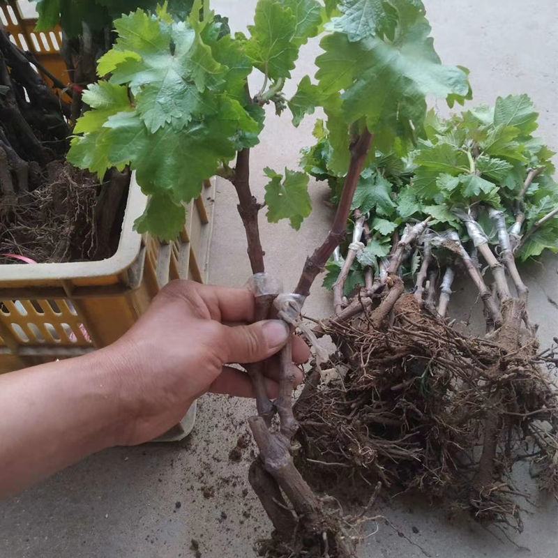 巨峰葡萄苗葡之梦葡萄树苗南北方都适宜现挖现发成活率高