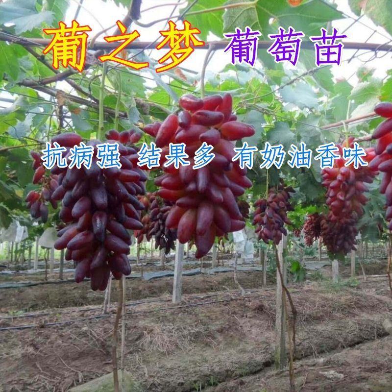 巨峰葡萄苗葡之梦葡萄树苗南北方都适宜现挖现发成活率高