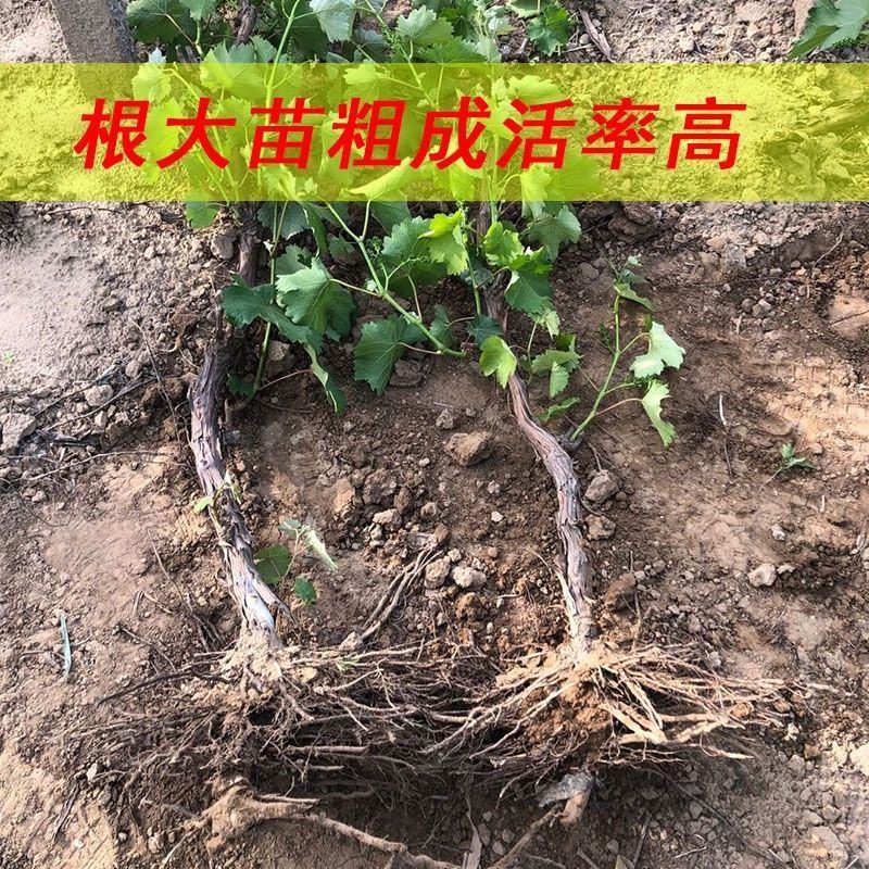 巨峰葡萄苗葡之梦葡萄树苗南北方都适宜现挖现发成活率高