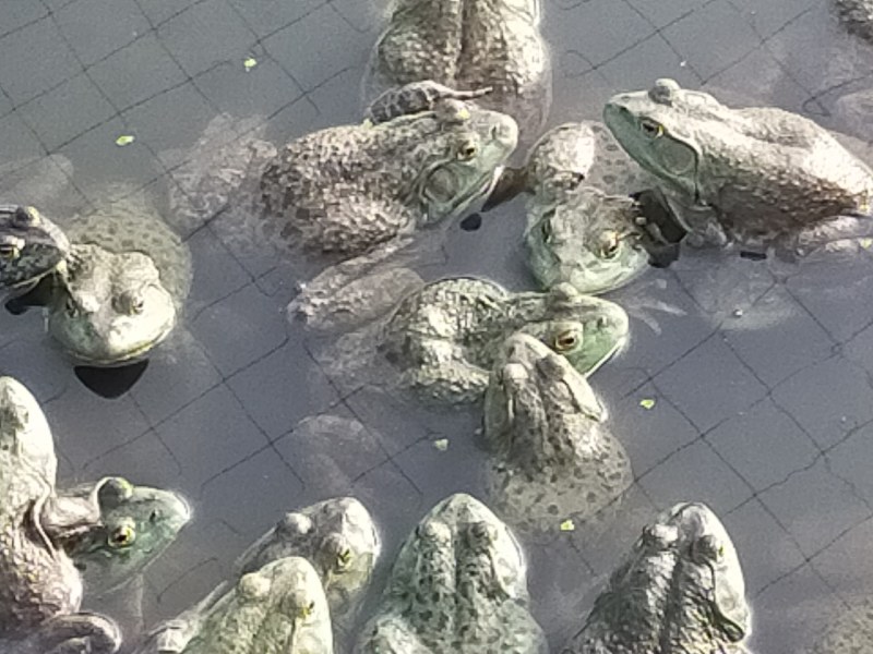常年出售大中小牛蛙价格美丽