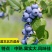 优质蓝莓苗品种多基地直销现挖现发包成活