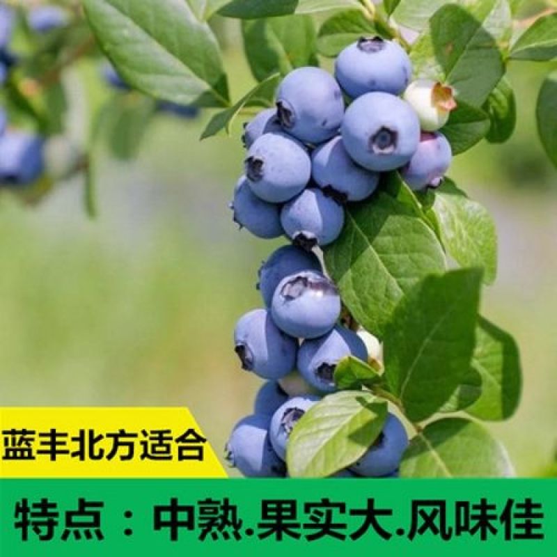 优质蓝莓苗品种多基地直销现挖现发包成活