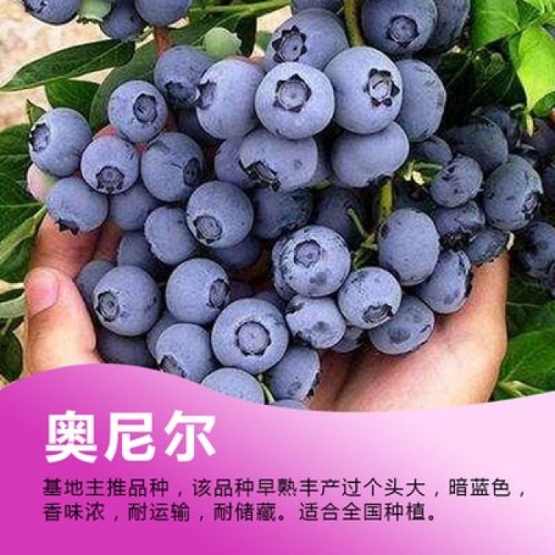 优质蓝莓苗品种多基地直销现挖现发包成活