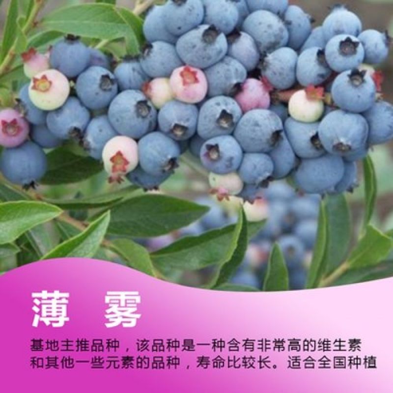 优质蓝莓苗品种多基地直销现挖现发包成活