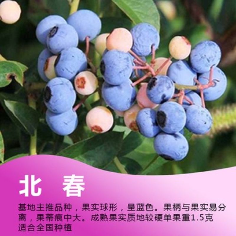 优质蓝莓苗品种多基地直销现挖现发包成活