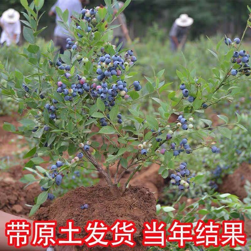 优质蓝莓苗品种多基地直销现挖现发包成活
