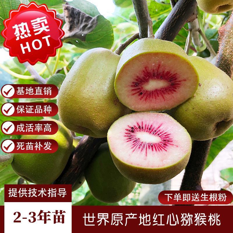 红心猕猴桃苗黄心猕猴桃保品种保成活免费技术指导