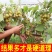 红心猕猴桃苗黄心猕猴桃保品种保成活免费技术指导