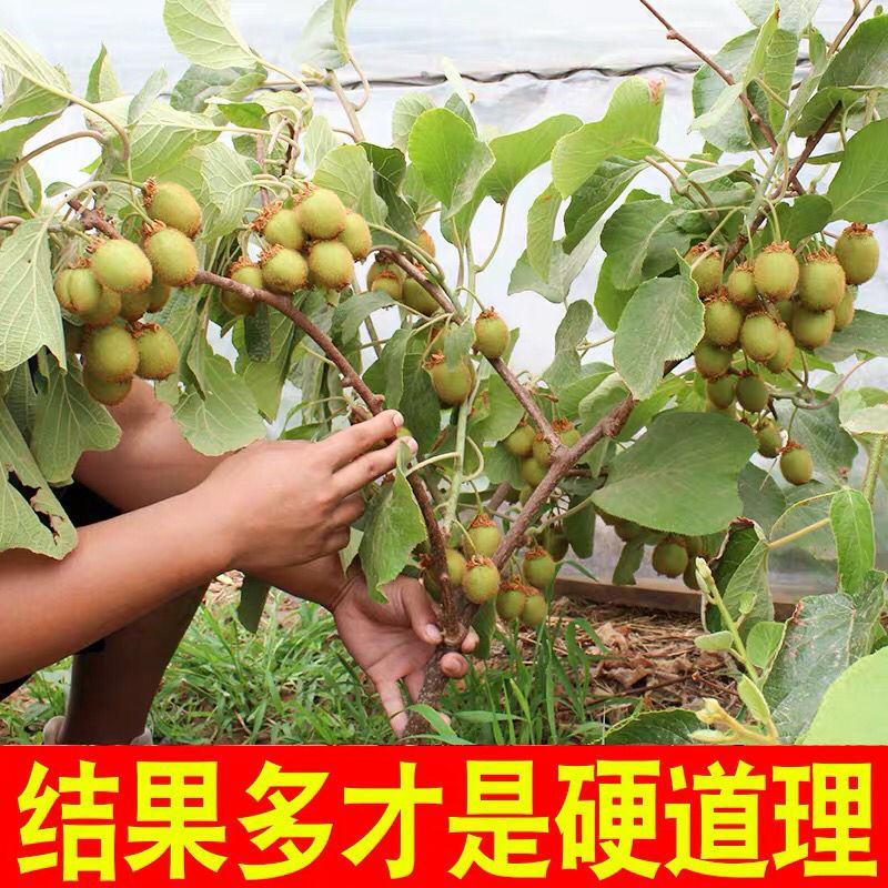 红心猕猴桃苗黄心猕猴桃保品种保成活免费技术指导