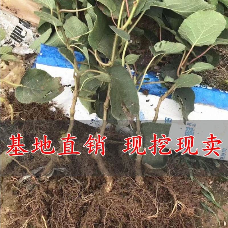 红心猕猴桃苗黄心猕猴桃保品种保成活免费技术指导