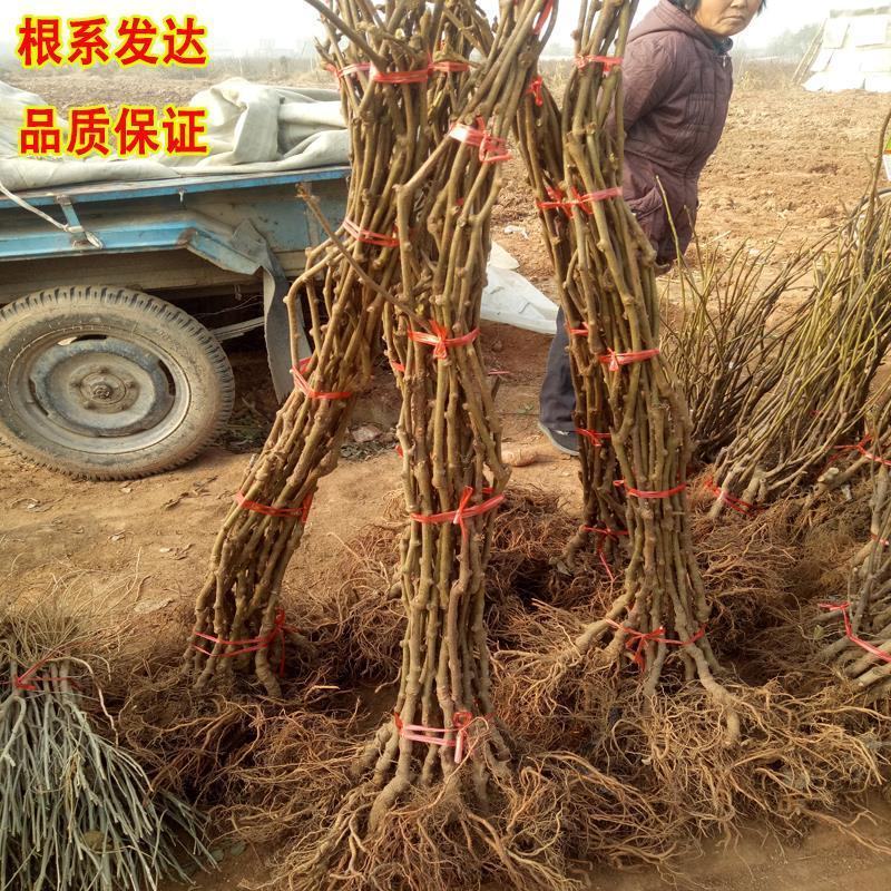 红心猕猴桃苗黄心猕猴桃保品种保成活免费技术指导