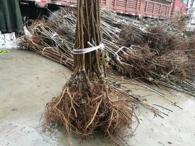 鲁樱三号美早/黄蜜/红灯樱桃苗适合南北方种植现挖现发