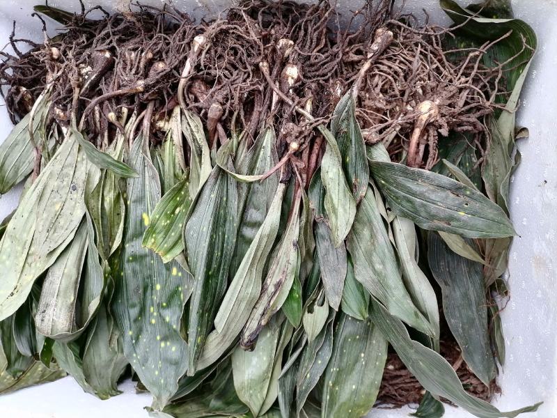 毛慈菇块茎，宽叶毛慈菇，毛慈菇，质量保证，产地直销