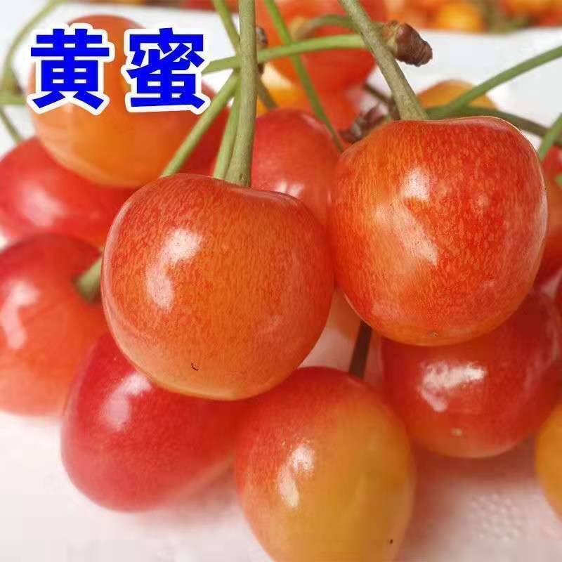 鲁樱三号美早/黄蜜/红灯樱桃苗适合南北方种植现挖现发