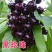 鲁樱三号美早/黄蜜/红灯樱桃苗适合南北方种植现挖现发