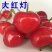 鲁樱三号美早/黄蜜/红灯樱桃苗适合南北方种植现挖现发