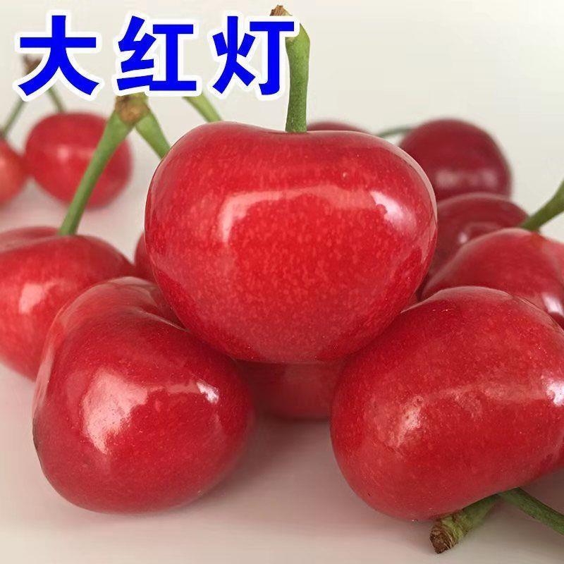 鲁樱三号美早/黄蜜/红灯樱桃苗适合南北方种植现挖现发