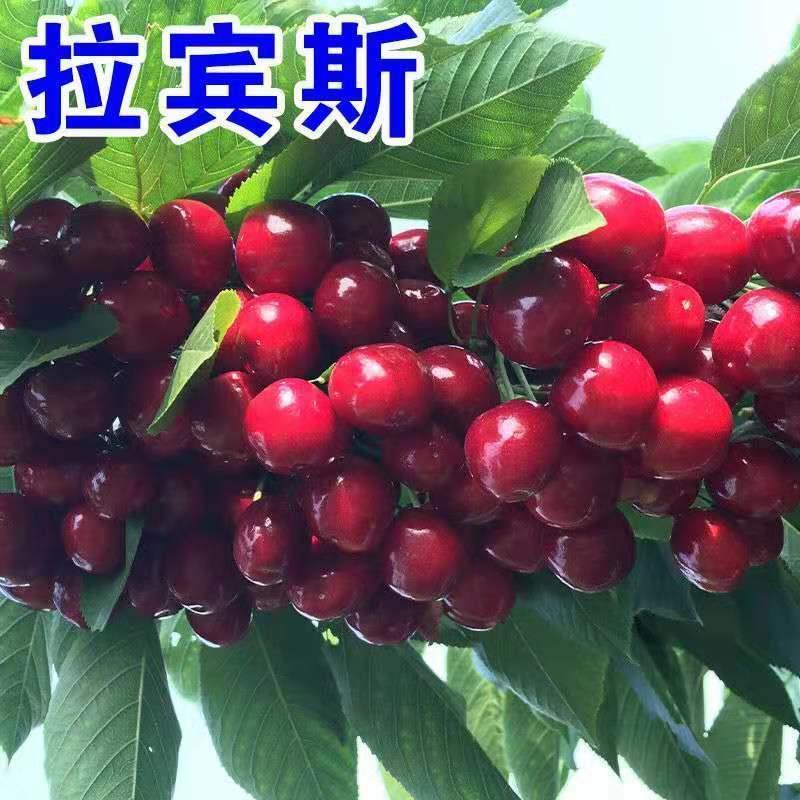 鲁樱三号美早/黄蜜/红灯樱桃苗适合南北方种植现挖现发