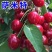 鲁樱三号美早/黄蜜/红灯樱桃苗适合南北方种植现挖现发