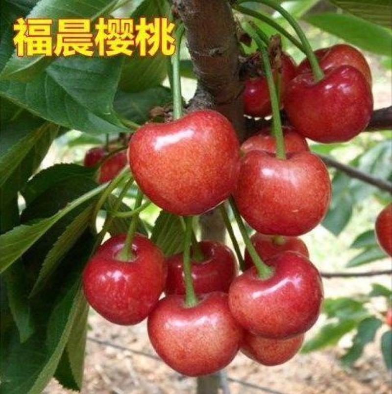 鲁樱三号美早/黄蜜/红灯樱桃苗适合南北方种植现挖现发